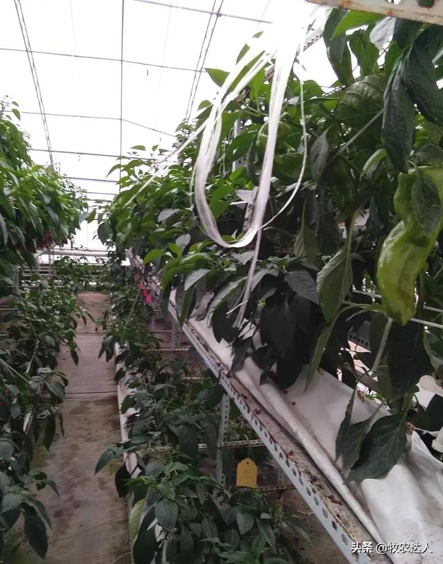 种植养殖经营信息，种植养殖经营信息怎么写