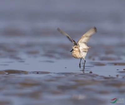 [独钓寒江雪图片]玉雕独钓寒江雪赏析？