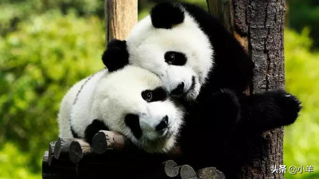 [英雄联盟熊喵盒子]大熊猫是熊还是猫？