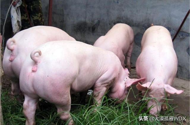 养殖业养什么挣钱多 懒人养殖什么最赚钱？