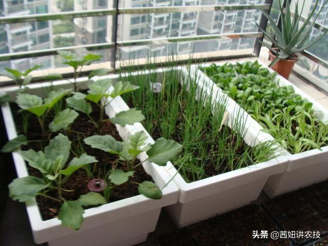 阳台种植蔬菜菜种,阳台种植蔬菜菜种子怎么种