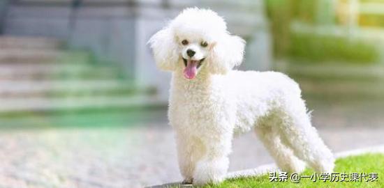 貴賓犬圖片?貴賓犬圖片大全大圖!