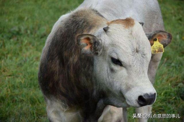 养10头牛种几亩牧草一头牛一年可以赚多少钱 10亩地用多少牧草培育？