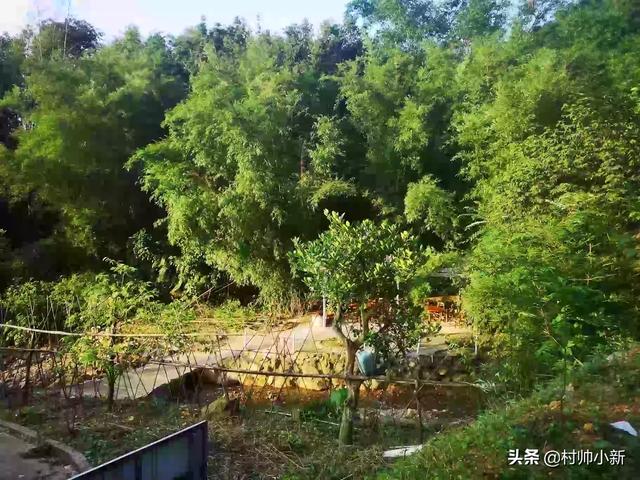 农村养殖什么好养又赚钱又好卖 农村养殖什么好？