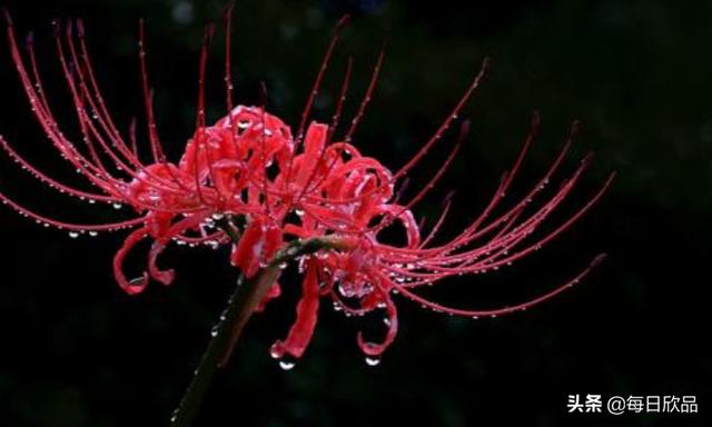 彼岸花的花语?彼岸花的花语和寓意!