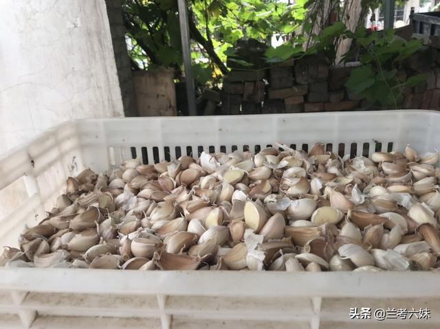 大大蒜种植技术视频 大蒜种植技术视频教程