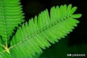 含羞草害羞的原因?含羞草害羞的原因是什么?!