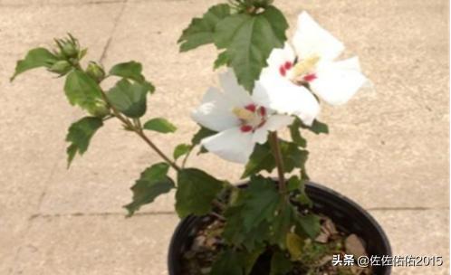 木槿花怎么养活-木槿花怎么养活的