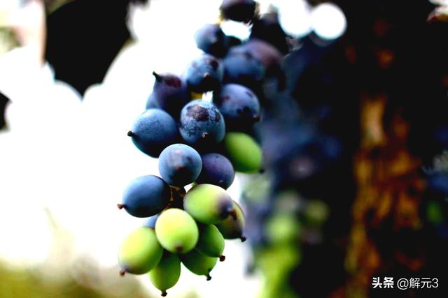 广角镜头有什么用（广角镜头适合拍什么？）