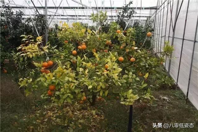 果园种植什么牧草种最好,果园种植什么牧草种最好呢