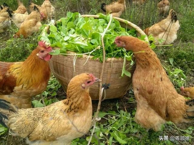 合作养鸡利润风险怎么分配比较合理 养一只鸡加鸡蛋利润是多少？