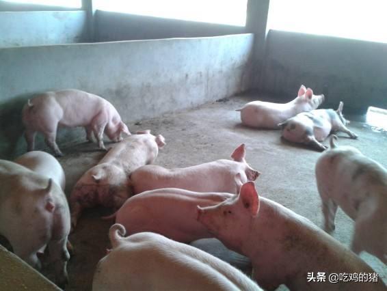 猪饲料消化吸收率-猪饲料消化吸收率是多少