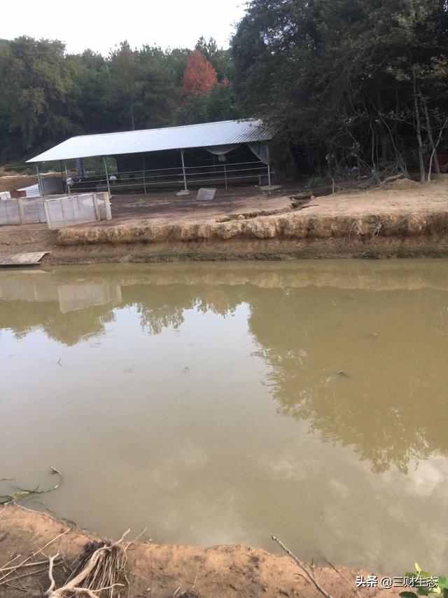 江西省宜春市生猪价格-宜春市生猪价格表