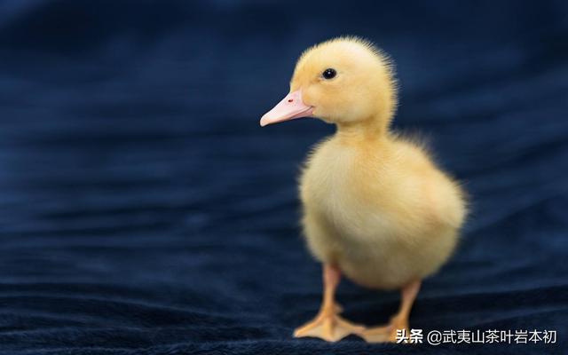 双胞胎饲料返利-双胞胎饲料的销售返点