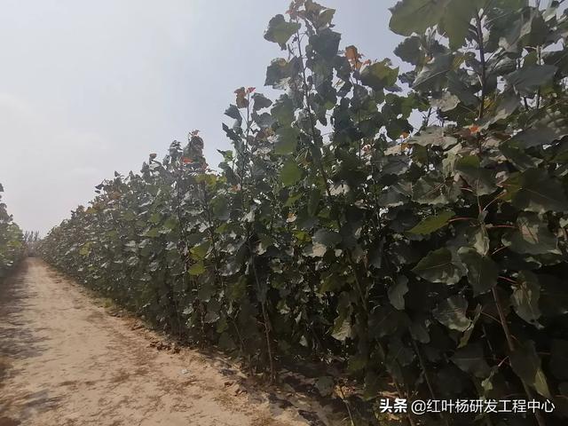 家里养的绿植怎么施肥