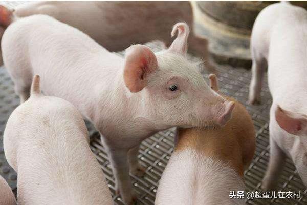养猪如何降低成本提高效益？