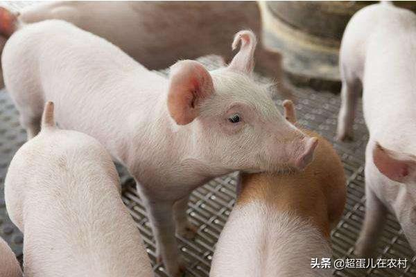猪价低迷时有什么妙招-猪价低迷时有什么妙招吗