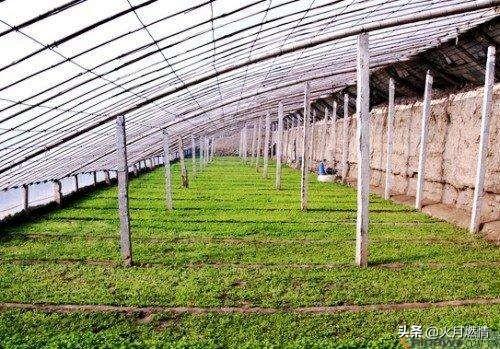 东北适合种植什么药材-东北适合种植什么药材,销路好