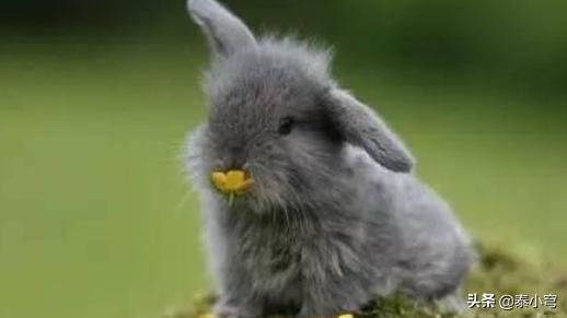 小白兔的故事作文（小白兔的故事作文三年级）