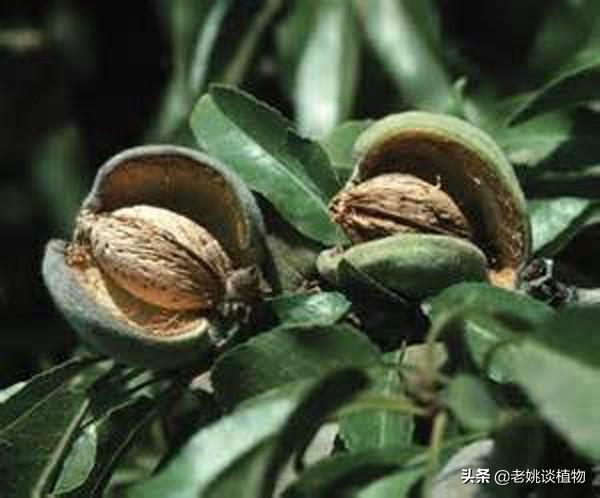 巴旦木和扁桃仁巴旦木和扁桃仁有什么区别