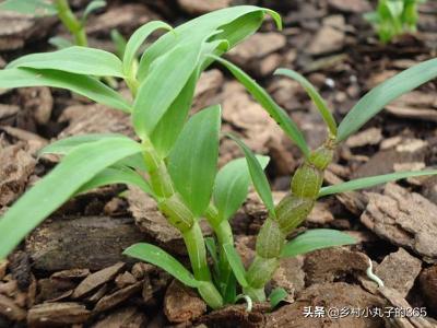 花园铁皮石斛的种植方法,花园铁皮石斛的种植方法视频