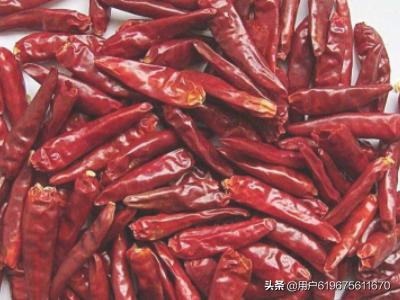 海螺丝海螺丝图片