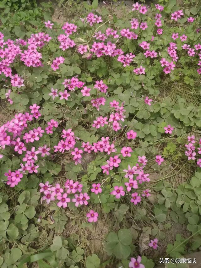 有什么搞笑的日剧推荐吗？：爆笑末路狂花钱在线观看