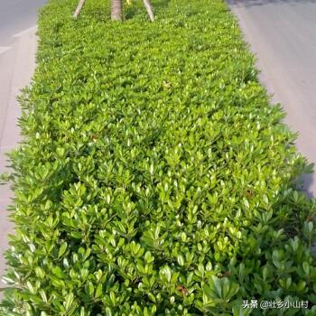 厂子里适合种植什么树？：厂区园林景观设计