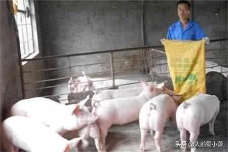 公猪死精怎么调节饲料-种公猪死精用什么药调理?