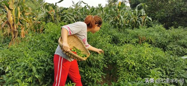 丰县粮食价格行情查询表，丰县粮食价格行情查询表最新