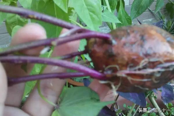 阳台红薯种植,阳台红薯种植技术与管理