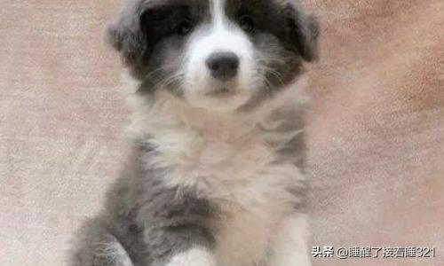 邊境牧羊犬價格?邊境牧羊犬價格多少錢一只!