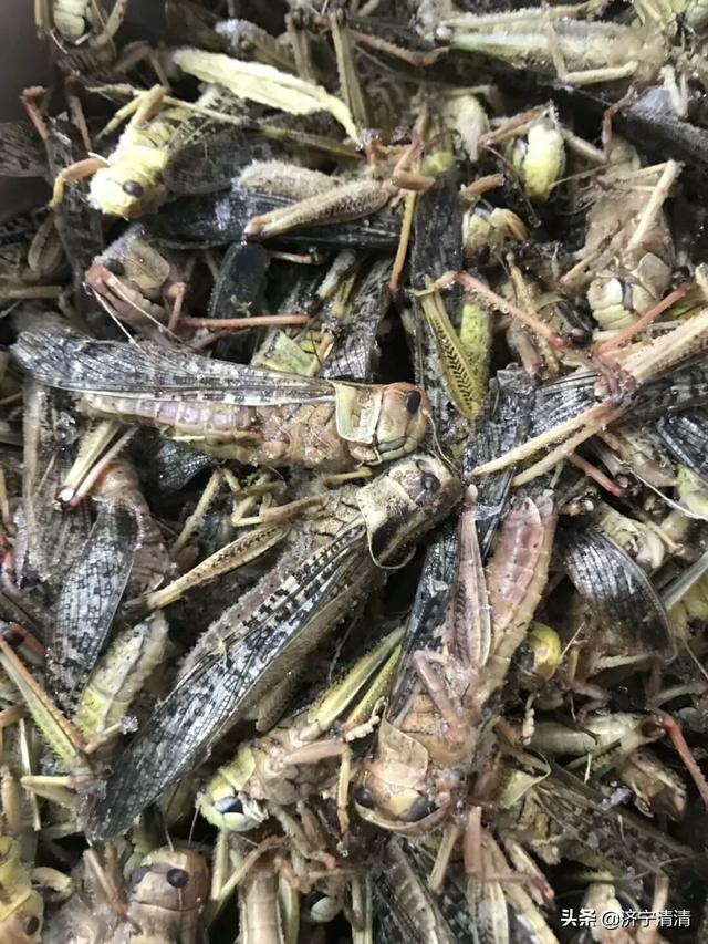 野生石蛙有没有寄生虫_野生石蛙有没有寄生虫呢