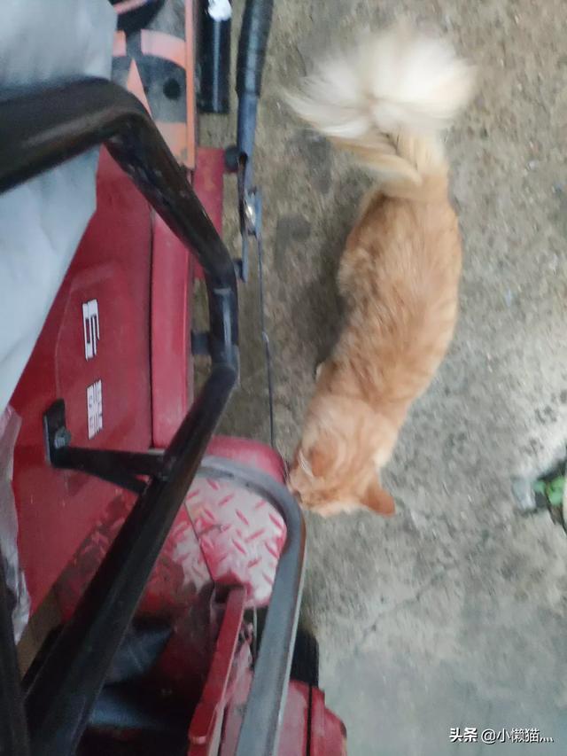 流浪猫自己找主人怎样让流浪猫亲近自己,第2张