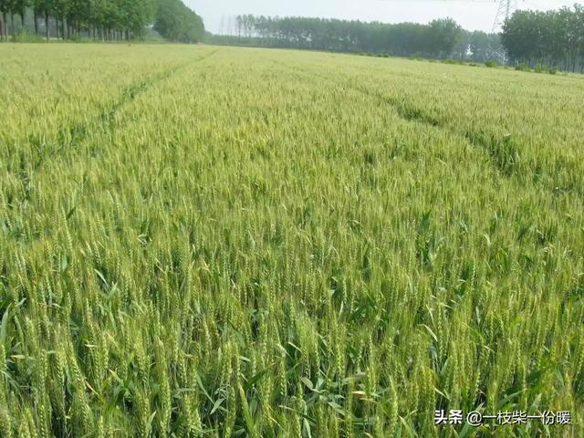 小麦财经行情资讯-小麦财经行情资讯最新