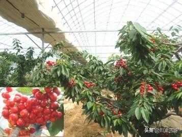 水果大棚养殖什么赚钱的(图3)