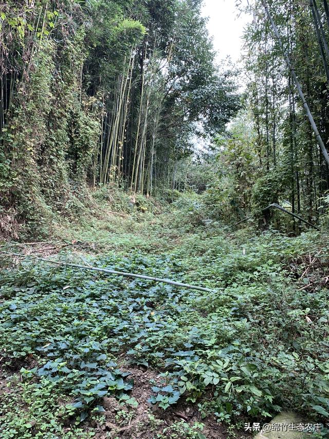 苗木种植技术服务方案范文-苗木种植技术服务方案范文大全