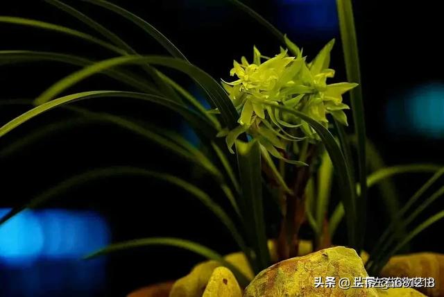 植物花卉养殖技巧 施肥视频