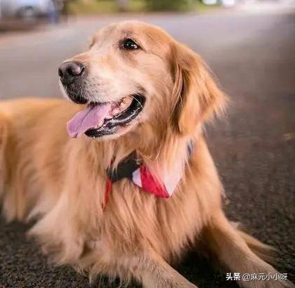金毛犬狗狗的可以活到几岁