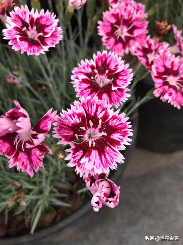 石竹花花语 （石竹花花语是什么）