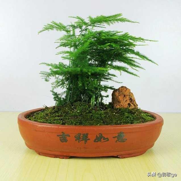 盆景花盆 （盆景花盆图片大全欣赏）
