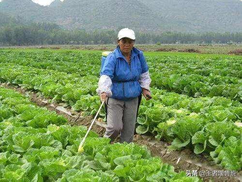 怎么预防蜗牛吃青菜叶子