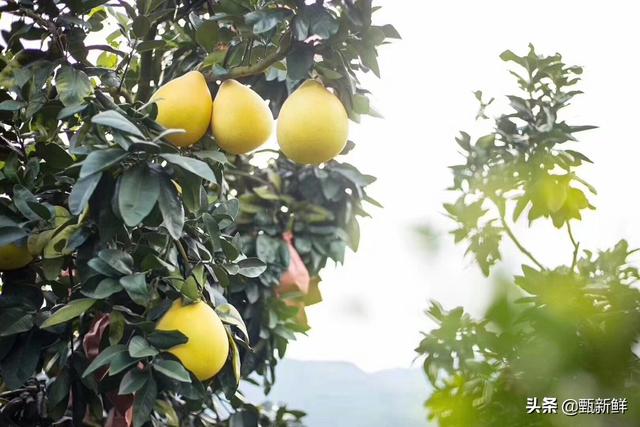 干旱果园种植什么好卖些,干旱果园种植什么好卖些呢