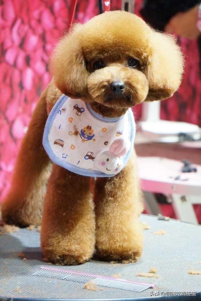 寧國寵物?寧國寵物店!