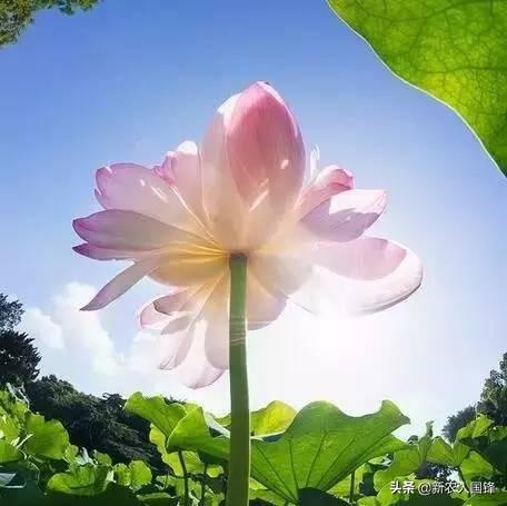 喜欢荷花的女人的性格(图3)