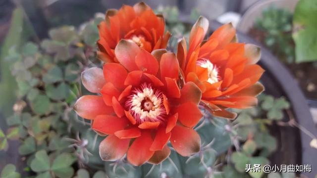 室外花植物盆栽怎么养护和管理(图7)