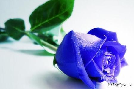 玫瑰 花语?玫瑰花语每种颜色代表什么!