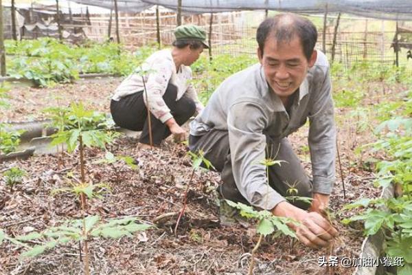 重楼的种植方法，重楼的种植方法和时间