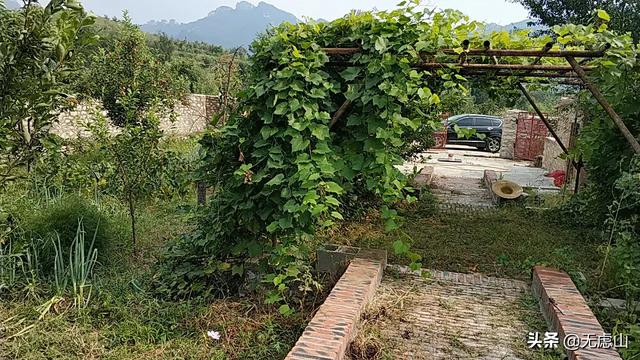 适合阳台种植的葡萄,适合阳台种植的葡萄品种