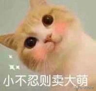 一只猫到了新环境然后不见了怎么办,第1张